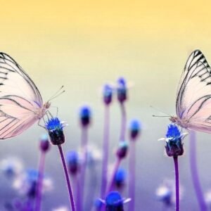 Curso El arte de escuchar